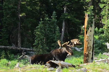 Moose above Ouzel Lake in RMNP