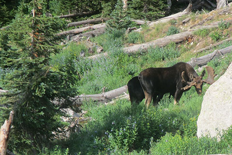 Moose in the meadow