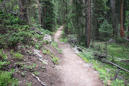 North Inet Trail, finally in the trees