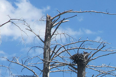 Osprey