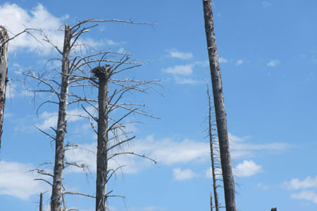 Osprey nest