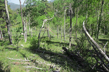 an aspen and grass park along the trail