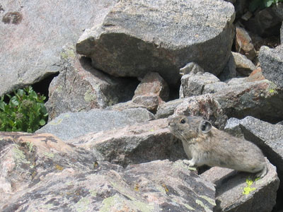 pika on Mount Huron