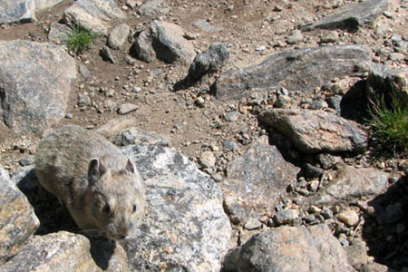 Pika on the summit of Halletts