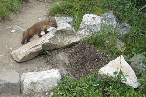 Pine Marten in the Tetons