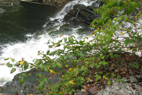 Poison ivy close to the falls