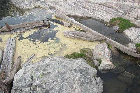 Pollen on a Lake