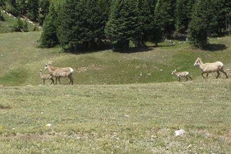 Big horn sheep