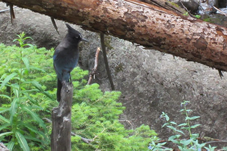 Stellar Jay