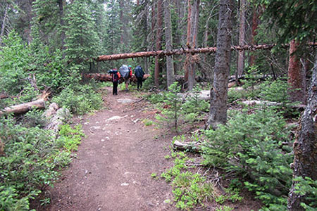 Trees blocking the path to backpackers.