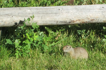 Unita Ground squirrel