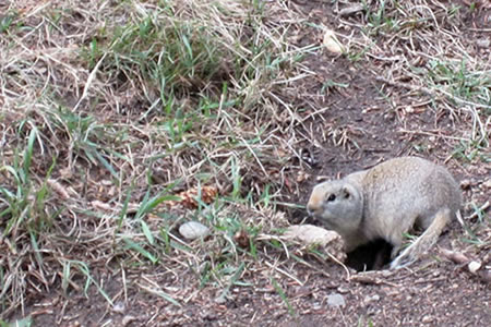 Wyoming Ground Squirrels