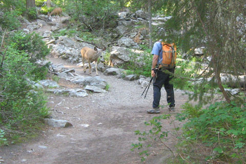 deer on trail