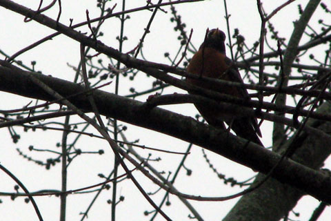 robin in the front yard