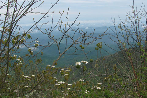 Smoky Mountain in the Spring