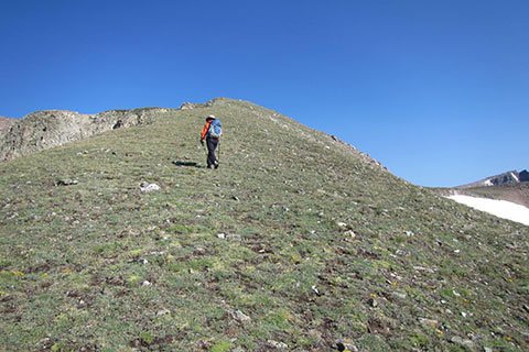 alpine tundra on Mount Alice