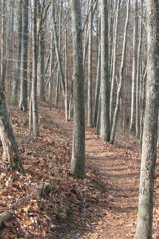 Henry Hollow Loop Trail