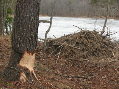 beaver lodge at Fall Creek