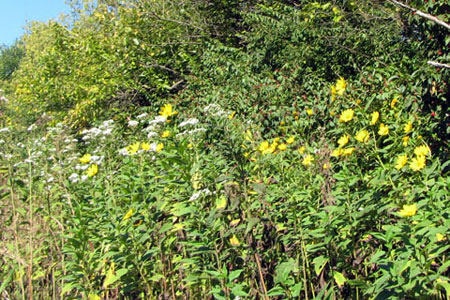 Flowers in the fields