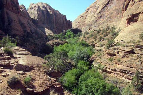 cottonwoods along the creek of the canyon