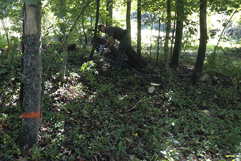 chain saws at work at a work day