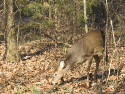 deer in the Park