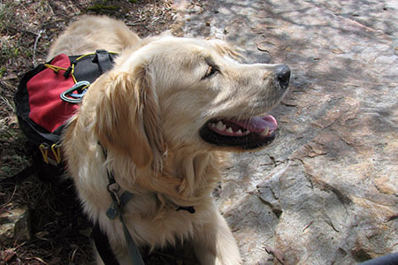 Golden retriever resting with pack on