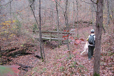 Along the Henry Hollow Trail