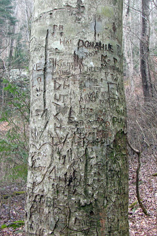 initials in a tree