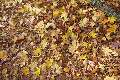 leaves on the trail