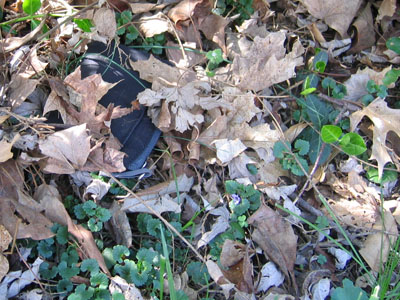 a wallet in the leaves