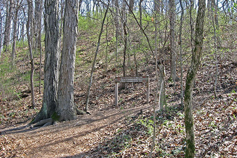 Mossy Ridge Trail Junction Sign