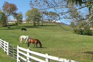 Pasture along the trail