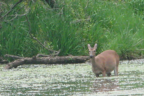 Radnor Lake with deer in lake