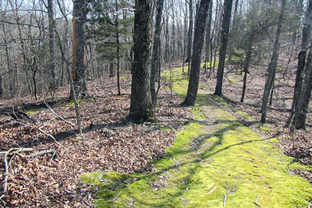 Moss covered trail