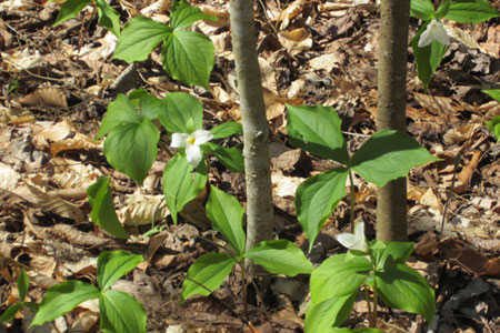 trillium in bloom