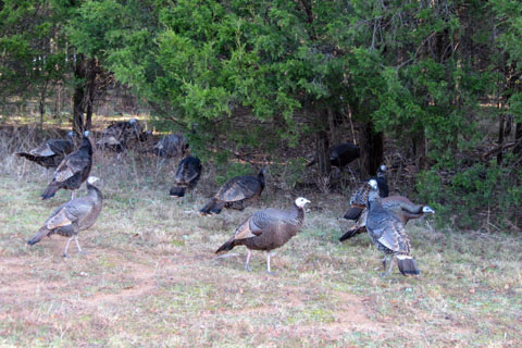 turkeys in the wild